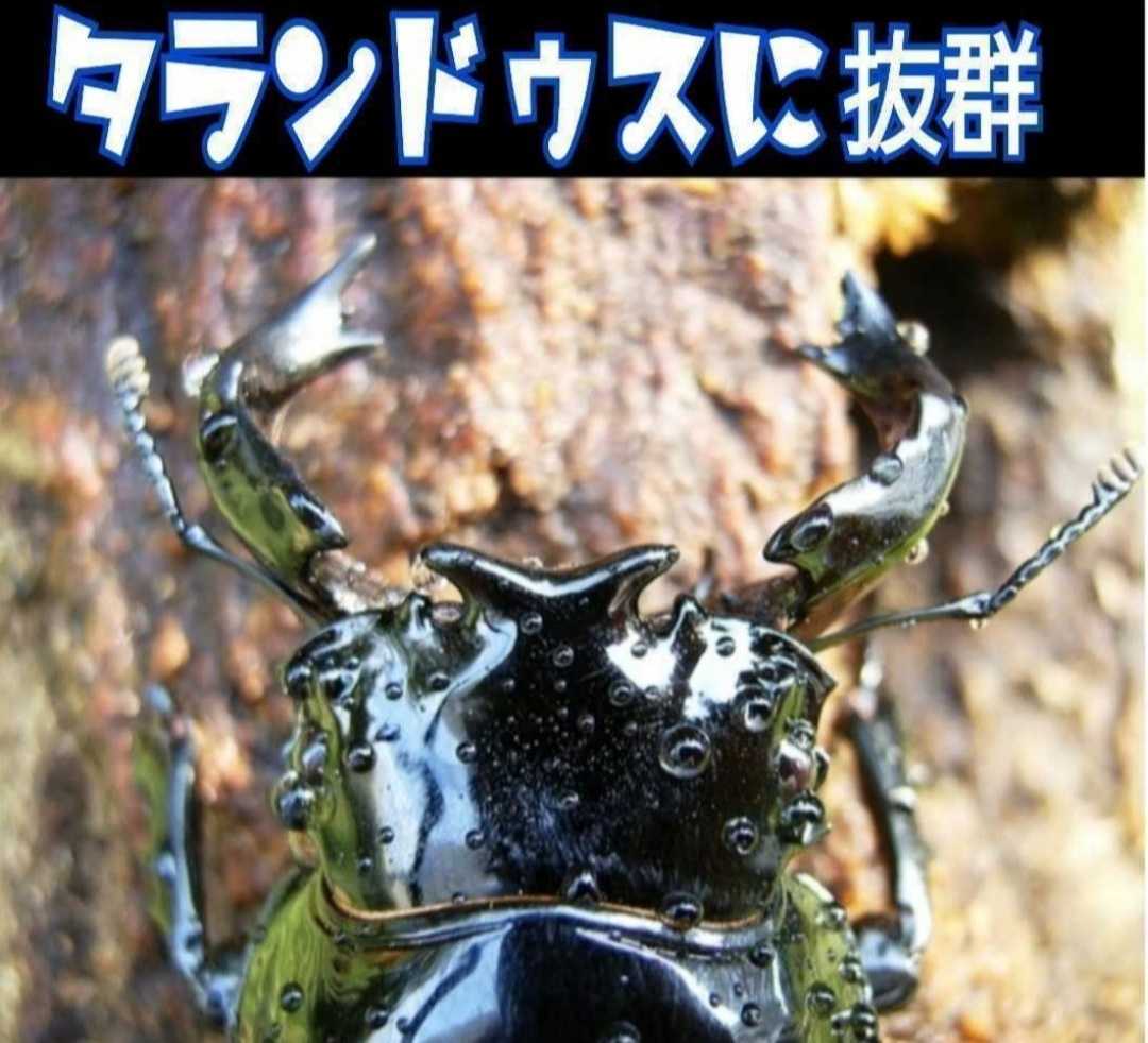 極上！カワラタケ菌糸瓶　タランドゥス・レギウス・オウゴンオニクワガタに　トレハロース・キトサン・ローヤルゼリー強化配合！デカクなる_画像2