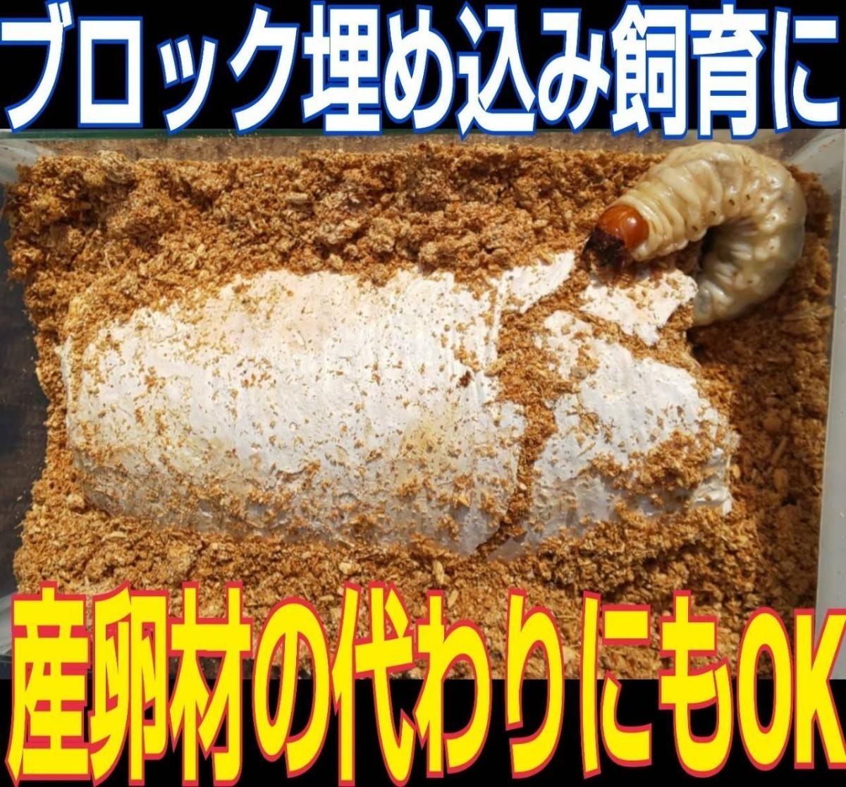 クワガタの産卵木の代わりにどうぞ！　マットに埋め込むだけで爆産！　オオヒラタケ菌床ブロック　割り出しが楽で幼虫がたくさんとれます_画像8