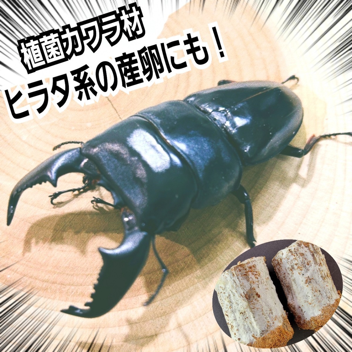 クワガタの産卵木はコレが一番です！　カワラタケ植菌材【特大Lサイズ】直径12～15センチ　植菌されてるのでカビない　　加水も不要です_画像10