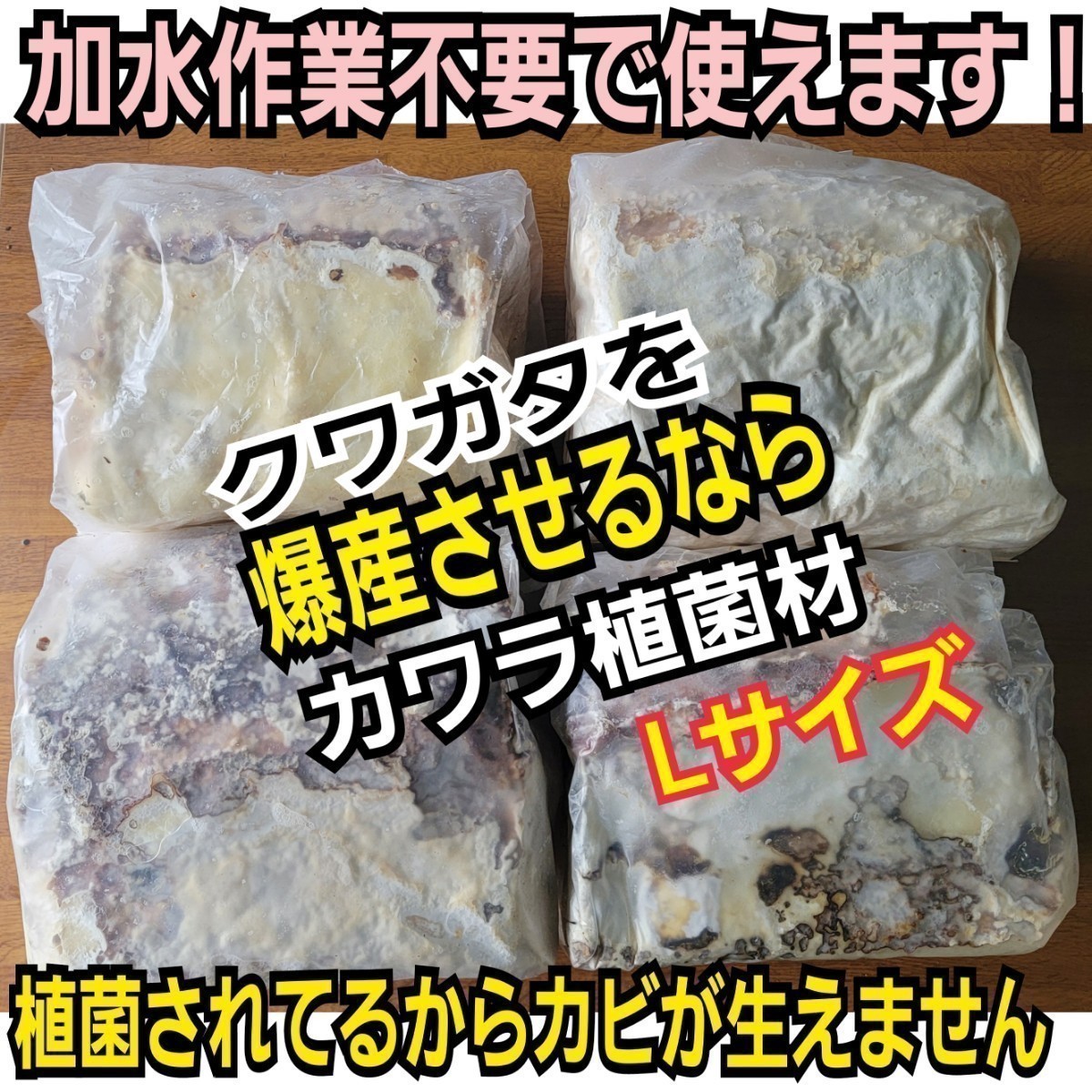 クワガタの産卵木はコレが一番です！　カワラタケ植菌材【特大Lサイズ】直径12～15センチ　植菌されてるのでカビない！　　加水も不要です_画像3