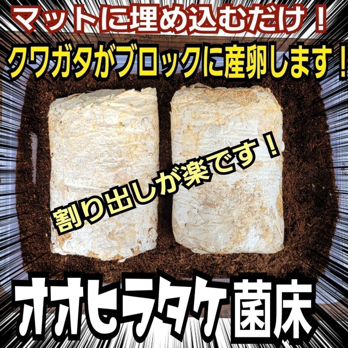 クワガタの産卵木の代わりにどうぞ！　マットに埋め込むだけで爆産！　オオヒラタケ菌床ブロック　割り出しが楽で幼虫がたくさんとれます！_画像4