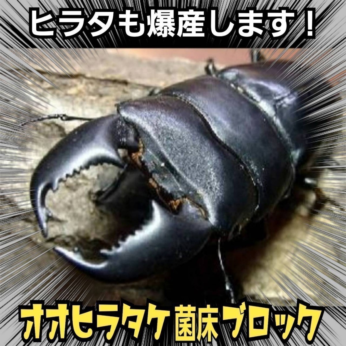 クワガタの産卵木の代わりにどうぞ！　マットに埋め込むだけで爆産！　オオヒラタケ菌床ブロック　割り出しが楽で幼虫がたくさんとれます！_画像10