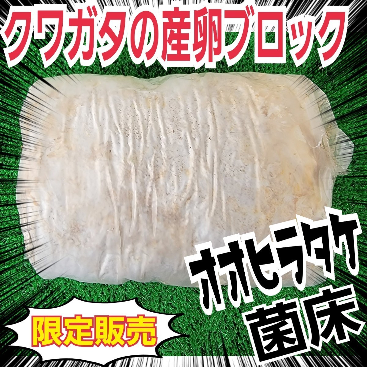 クワガタの産卵木の代わりにどうぞ！　マットに埋め込むだけで爆産！　オオヒラタケ菌床ブロック　割り出しが楽で幼虫がたくさんとれます_画像6