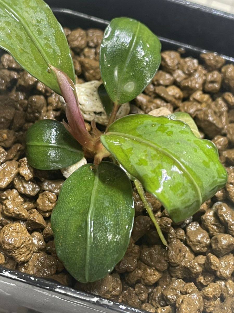 ☆ブセファランドラ sp. モトレイアーナ☆Bucephalandra sp. Motleyana