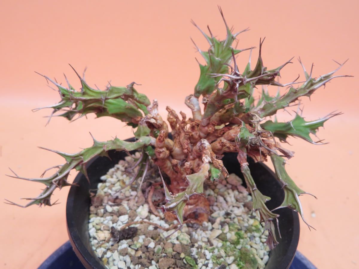 32 Euphorbia furcata ユーフォルビア フルカタ サボテン 多肉植物　塊根　コーデックス 塊茎_画像3