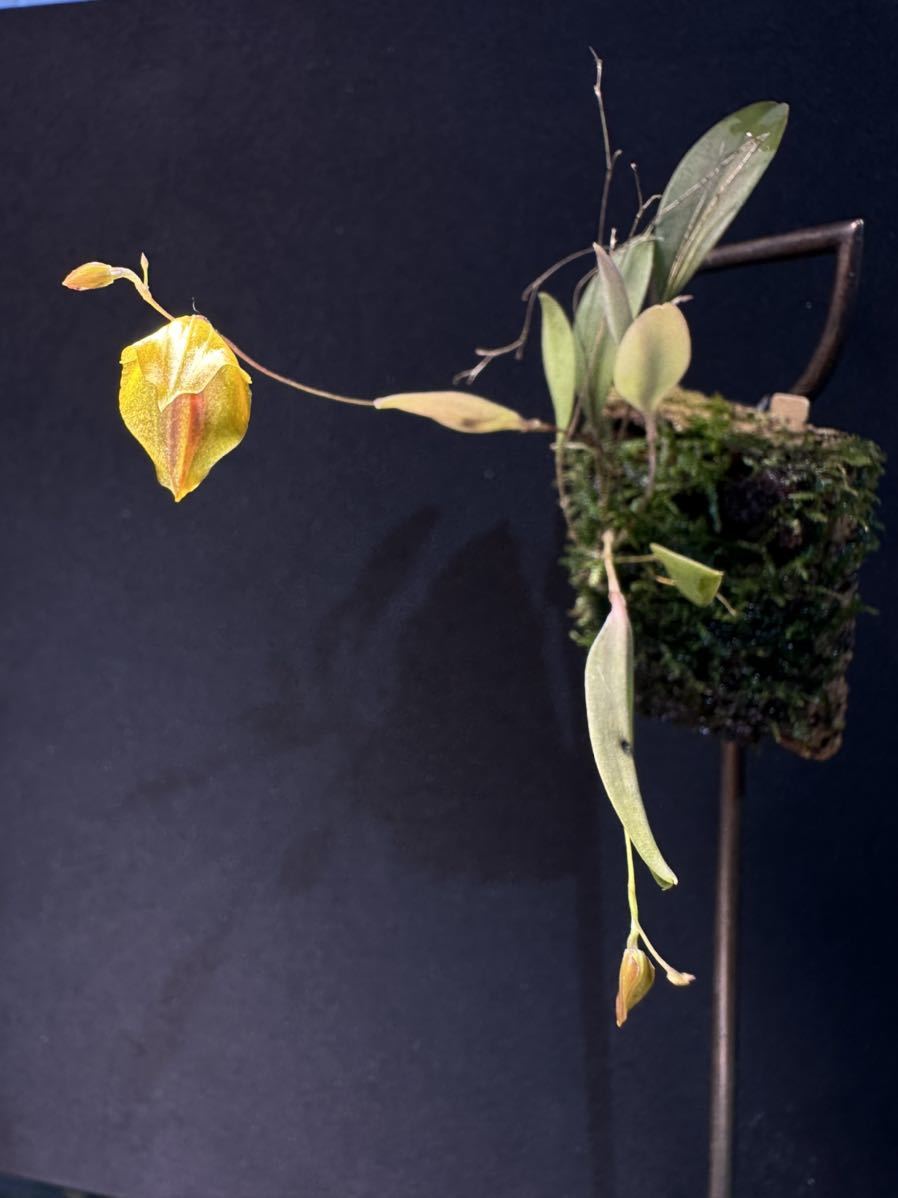 Lepenthes escobariana 開花中 レパンテスエクアドル パルダ洋蘭 原種