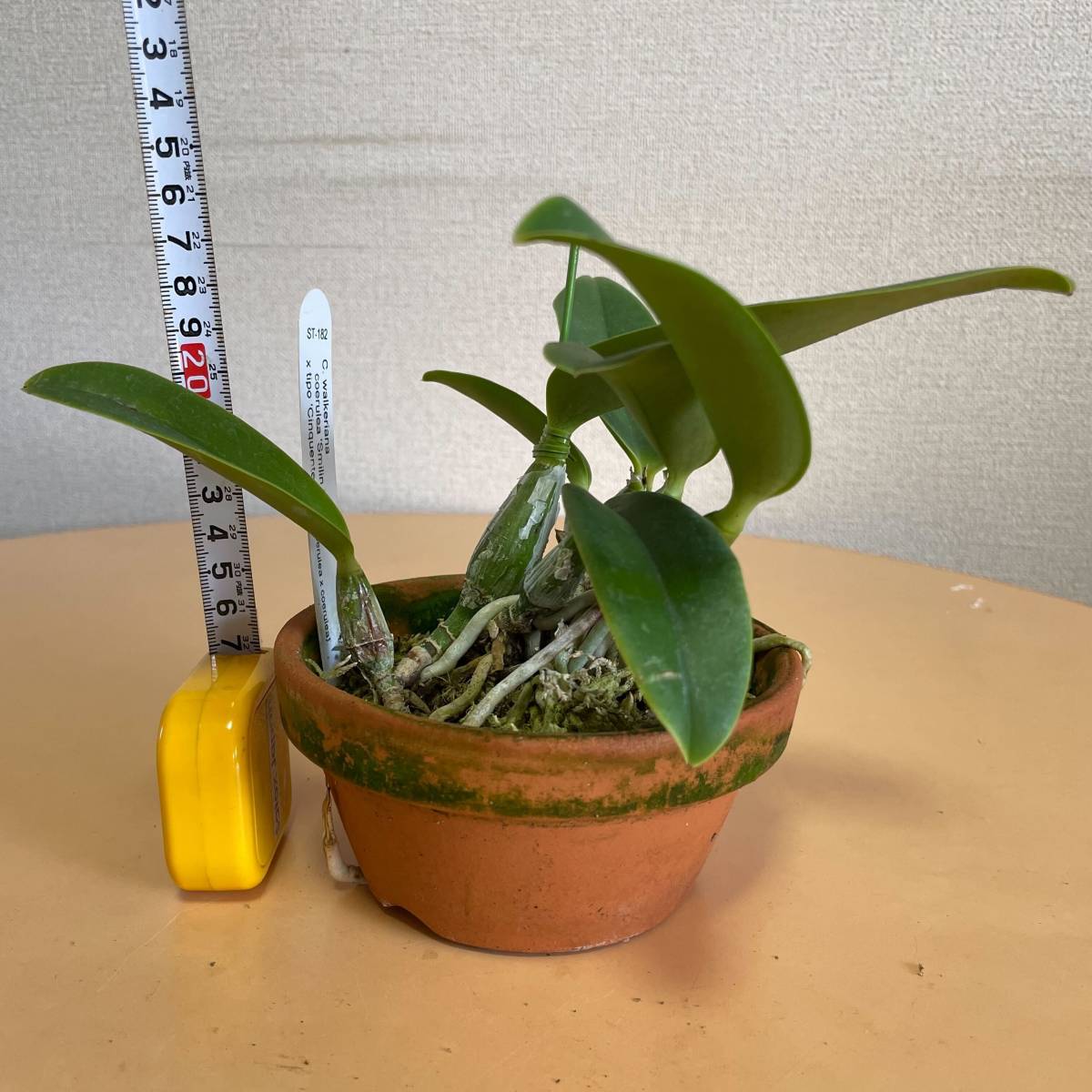 Yahoo!オークション - 洋蘭原種 ST-182 C.walkeriana coerulea Yahoo!オークション - 洋蘭原種 ST-182 C.walkeriana coerulea