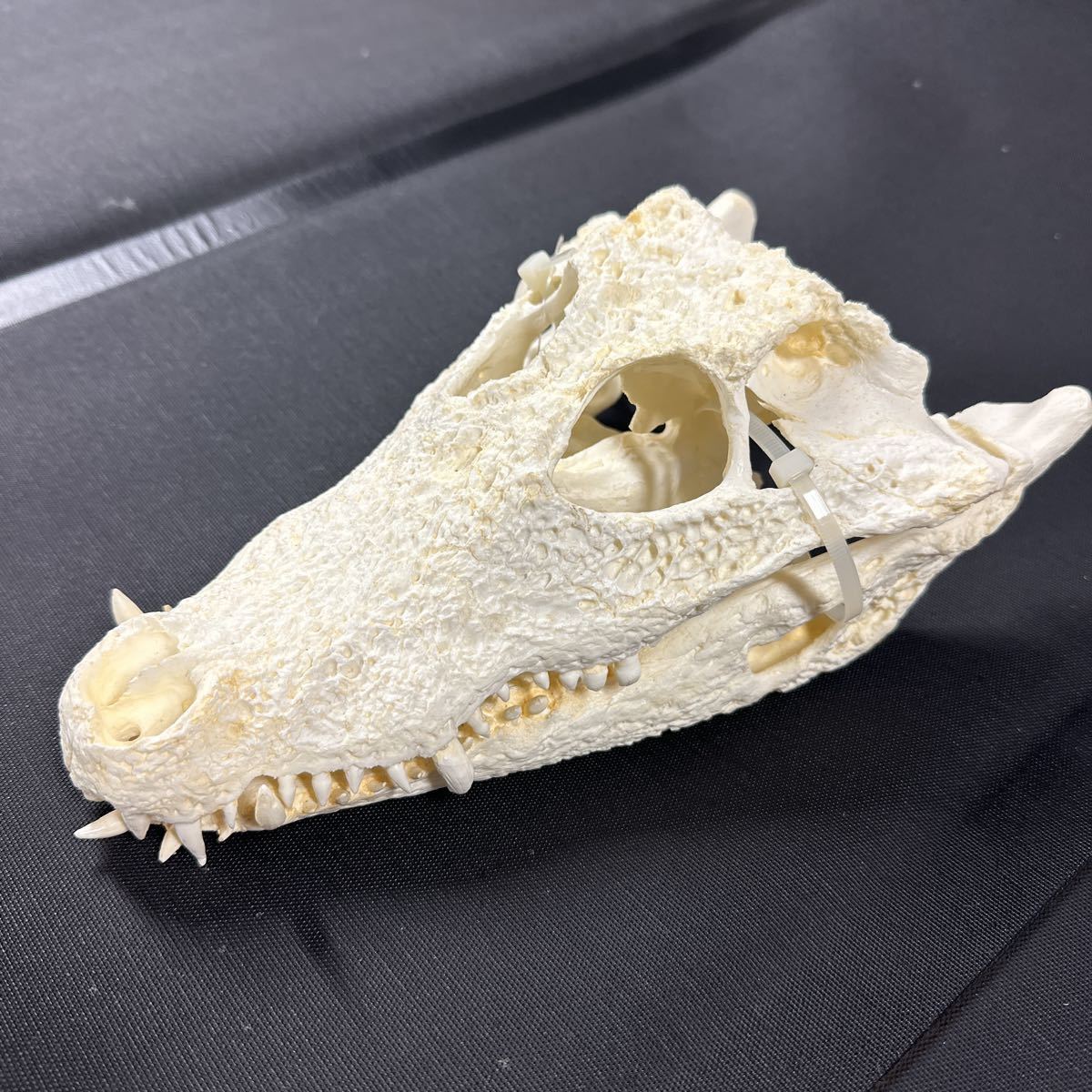 西アフリカコビトワニ レジン製 西アフリカコビトワニ レジン製