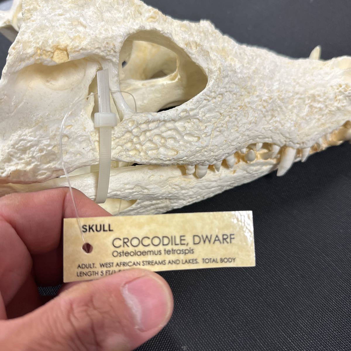 西アフリカコビトワニ レジン製 西アフリカコビトワニ レジン製