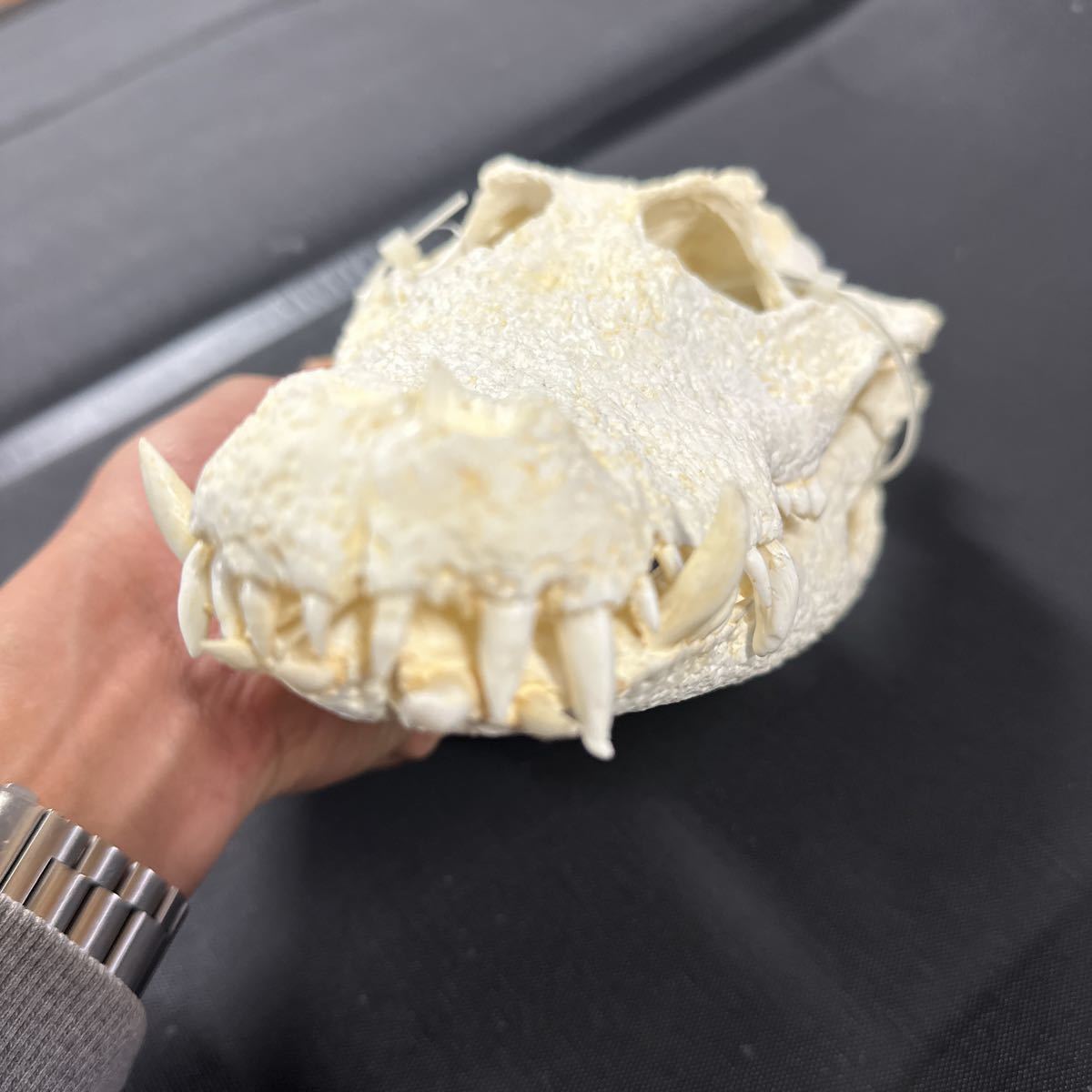 西アフリカコビトワニ レジン製 西アフリカコビトワニ レジン製