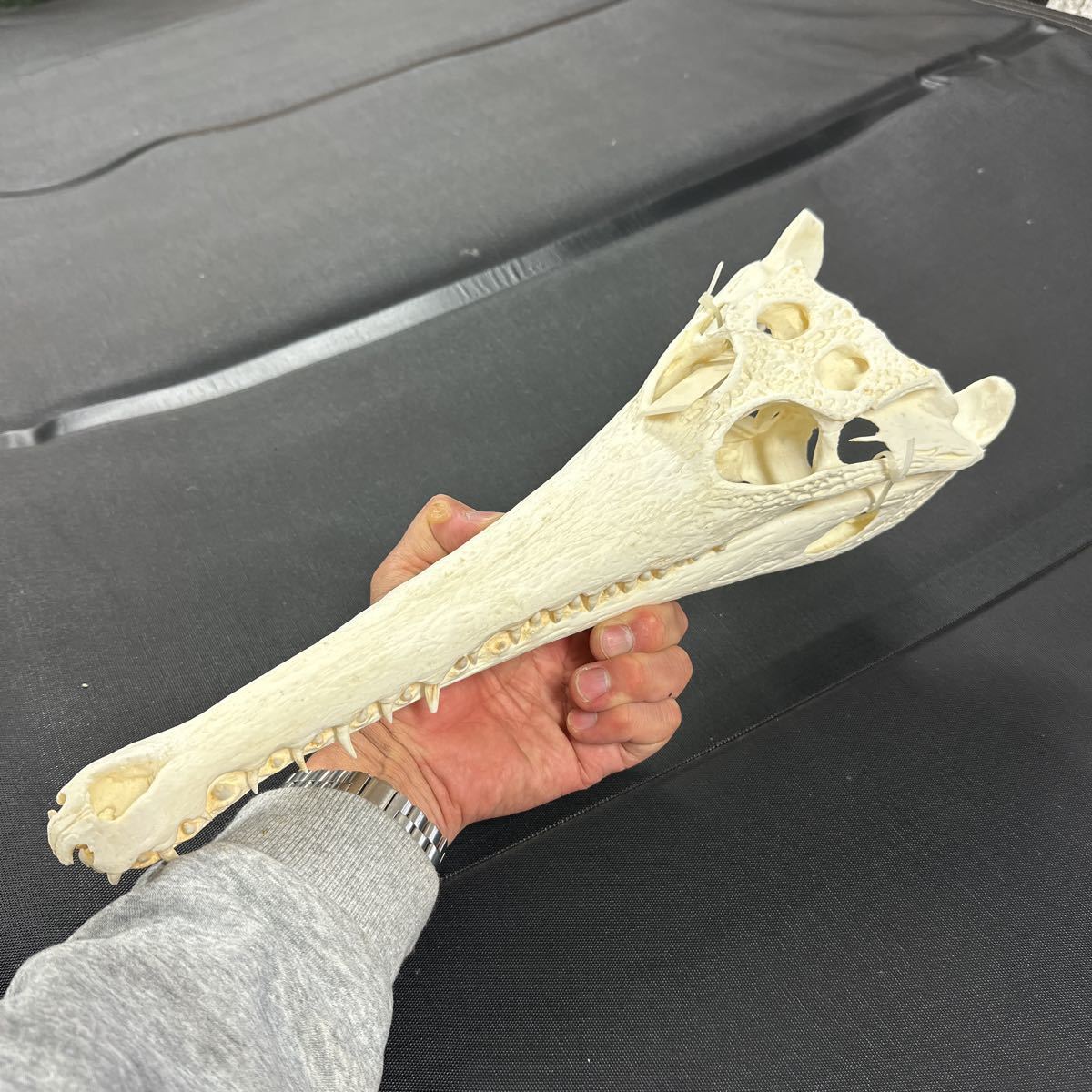 アフリカクチナガワニ 超精密 ハイクオリティ レジン製 アフリカクチナガワニ 超精密 ハイクオリティ レジン製