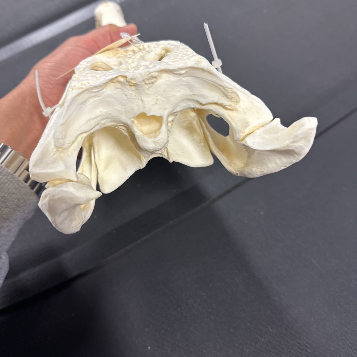 アフリカクチナガワニ 超精密 ハイクオリティ レジン製 アフリカクチナガワニ 超精密 ハイクオリティ レジン製