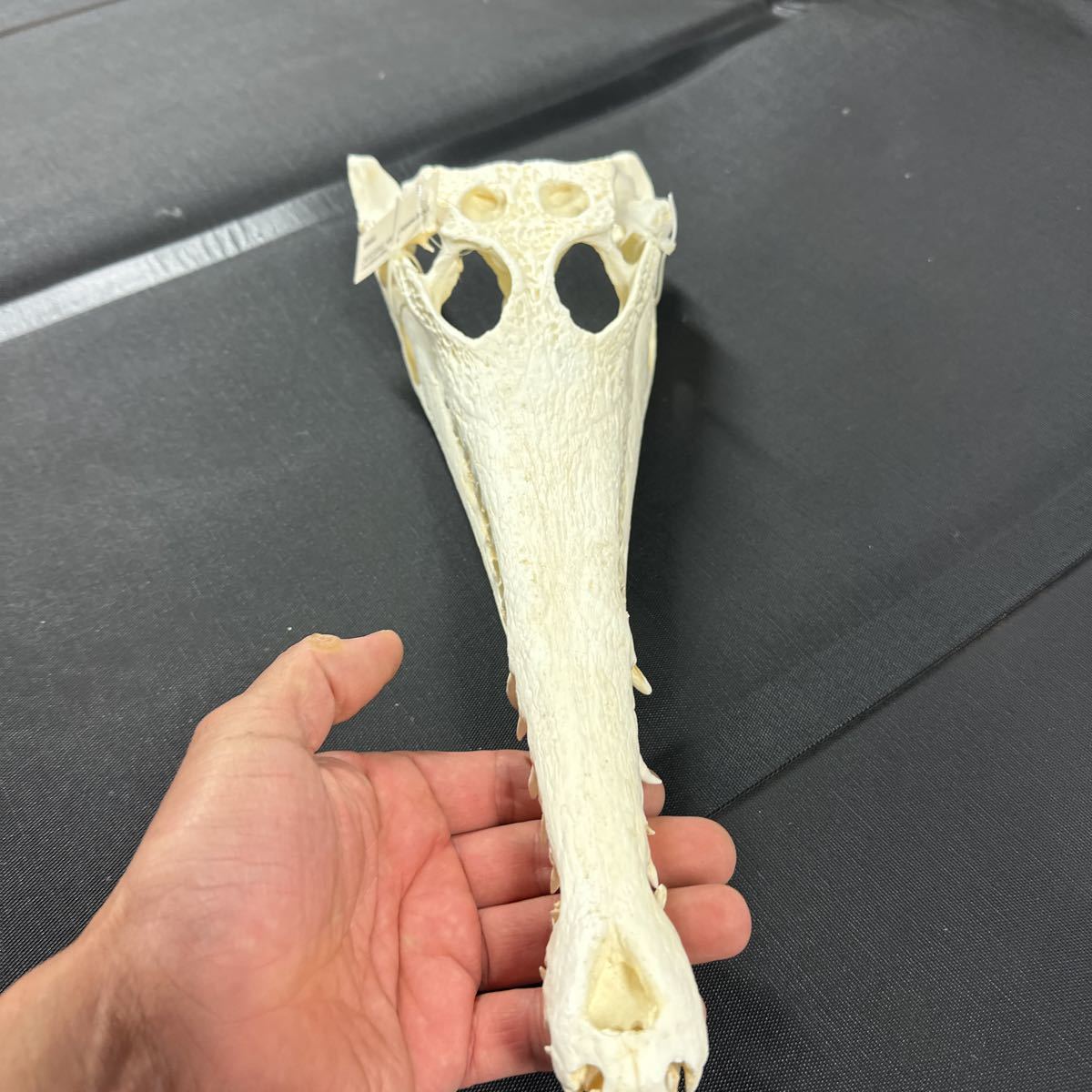 アフリカクチナガワニ 超精密 ハイクオリティ レジン製 アフリカクチナガワニ 超精密 ハイクオリティ レジン製