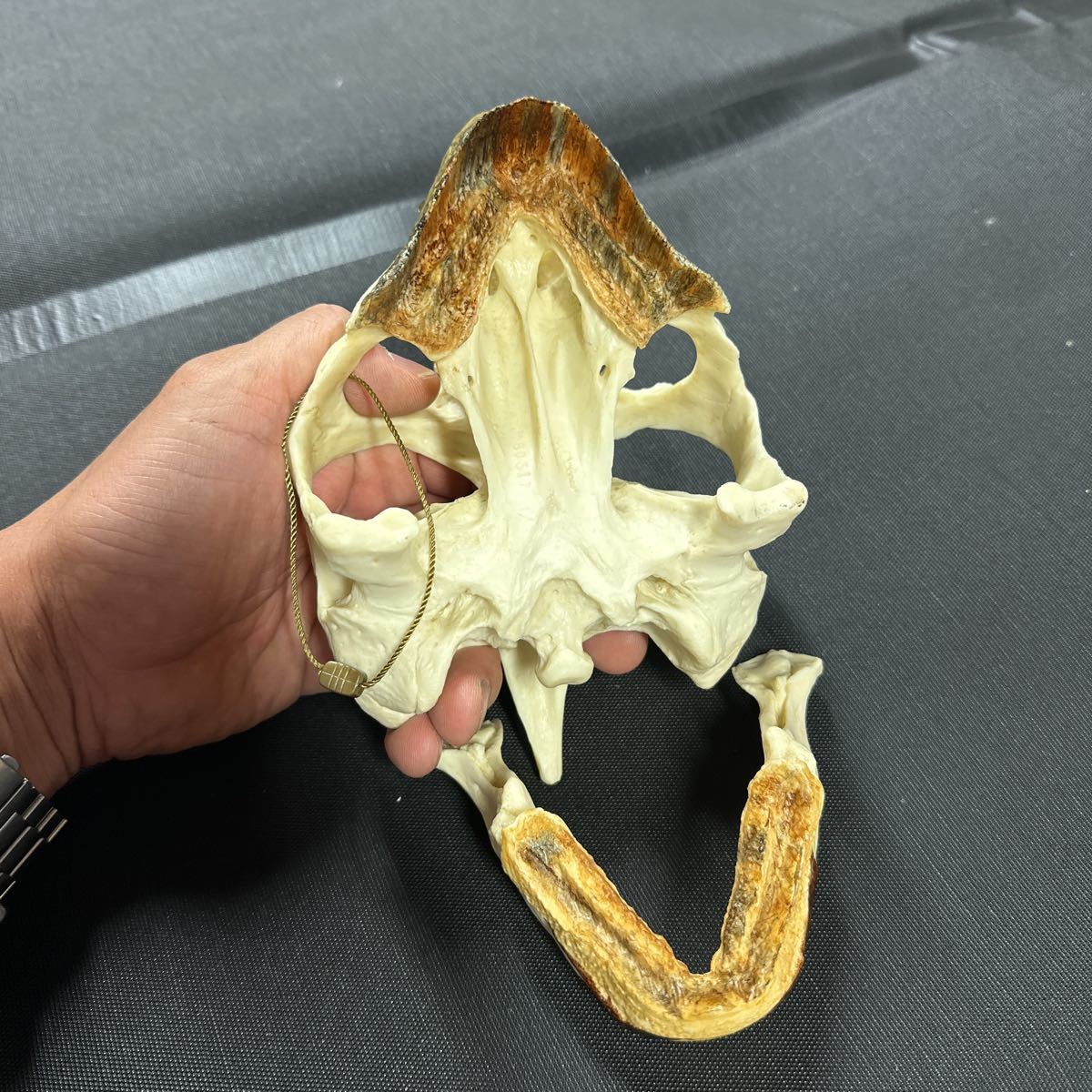 ガラパゴスゾウガメ 超精密 ハイクオリティ レジン製 ガラパゴスゾウガメ 超精密 ハイクオリティ レジン製