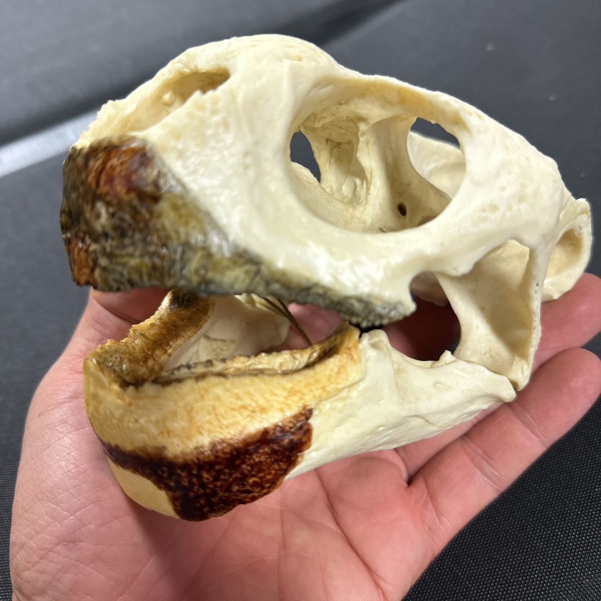 ガラパゴスゾウガメ 超精密 ハイクオリティ レジン製 ガラパゴスゾウガメ 超精密 ハイクオリティ レジン製