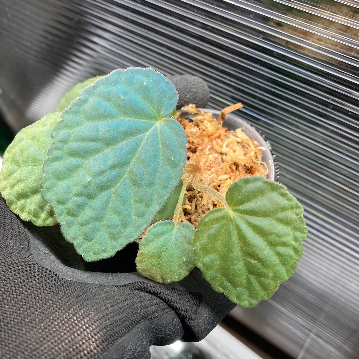 Begonia sp Bac Kan 【YH1117】ベゴニアsp バッカン 熱帯植物 Begonia sp Bac Kan 【YH1117】ベゴニアsp バッカン 熱帯植物