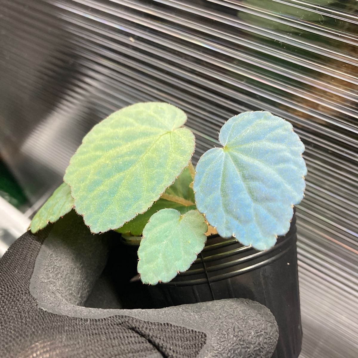 Begonia sp Bac Kan 【YH1117】ベゴニアsp バッカン 熱帯植物 Begonia sp Bac Kan 【YH1117】ベゴニアsp バッカン 熱帯植物