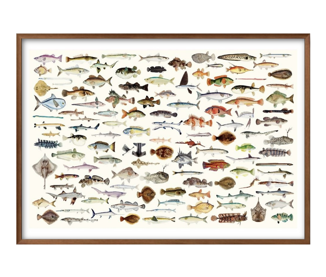 8836# free shipping!! art poster picture A3 size [ sea . living thing fish illustrated reference book ] illustration design Northern Europe mat paper 