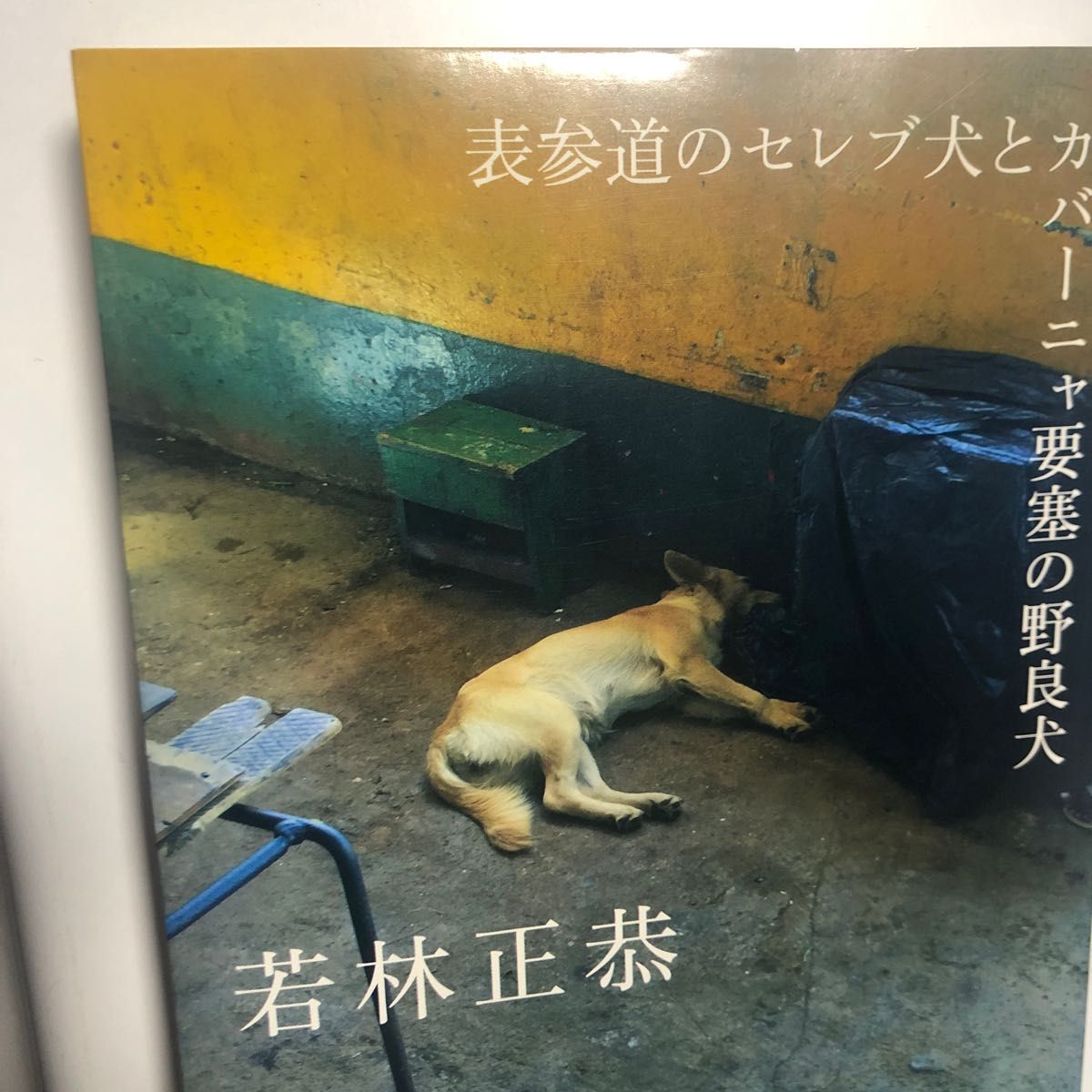 表参道のセレブ犬とカバーニャ要塞の野良犬 若林正恭／著