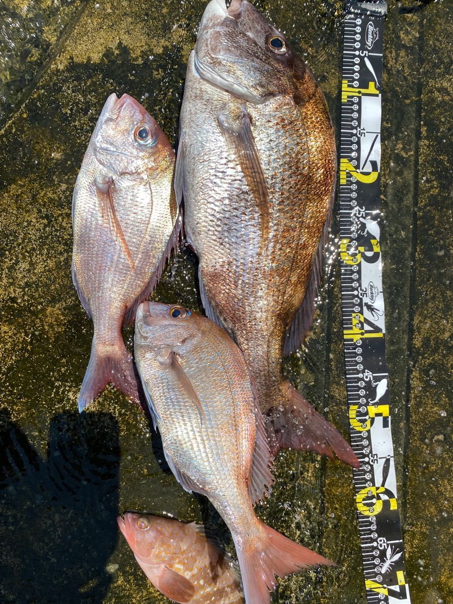 コスパ最強で釣果抜群！ 魚釣り 船釣り 35号丸オモリ仕掛け 一つテンヤ タイラバ オブリ ★送料無料★