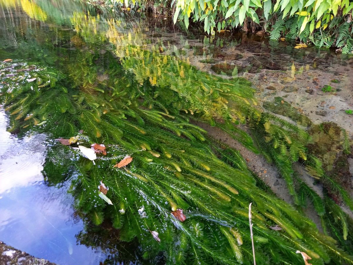 200本以上 阿蘇の湧水で育った水草 天然アナカリス