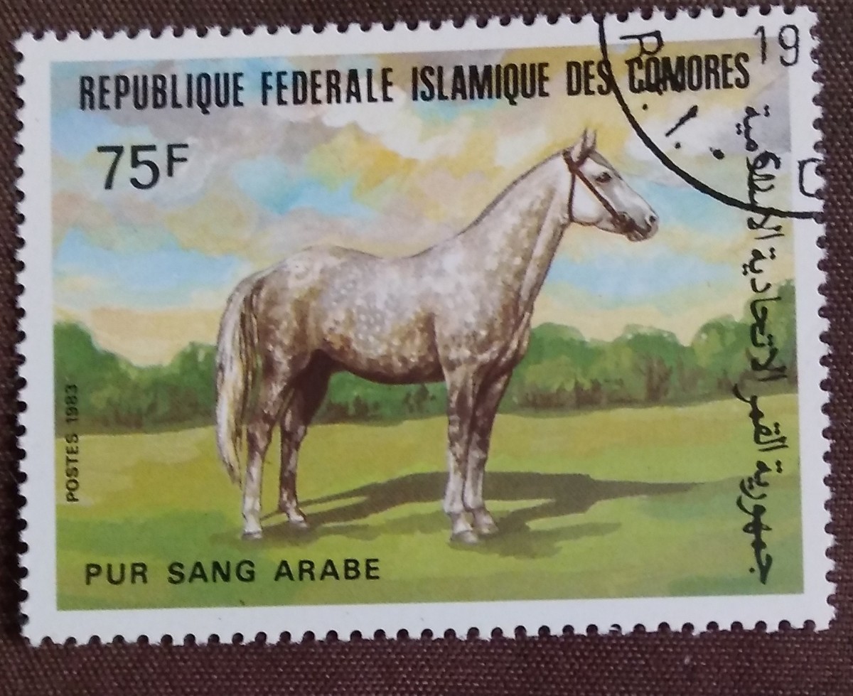 外国切手 馬 コモロ・イスラム連邦共和国 ウマ 8種 使用済みの画像4
