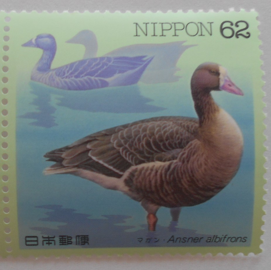 水辺の鳥シリーズ第7集　マガン　未使用62円切手_画像1
