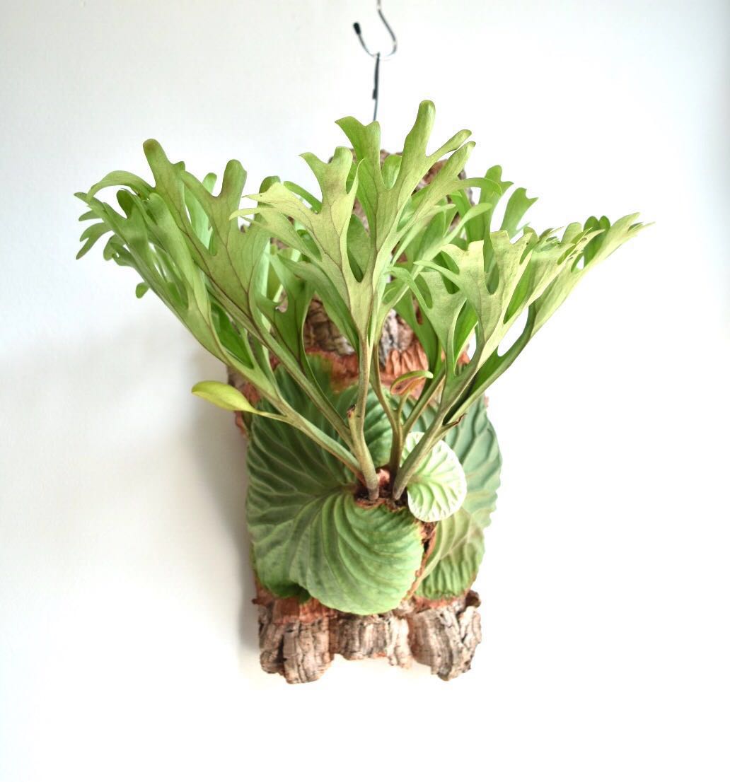 P Ridleyi Wildlido Ray Extra Large Staghorn Fern Platycerium Cork Real Yahoo Auction Salling