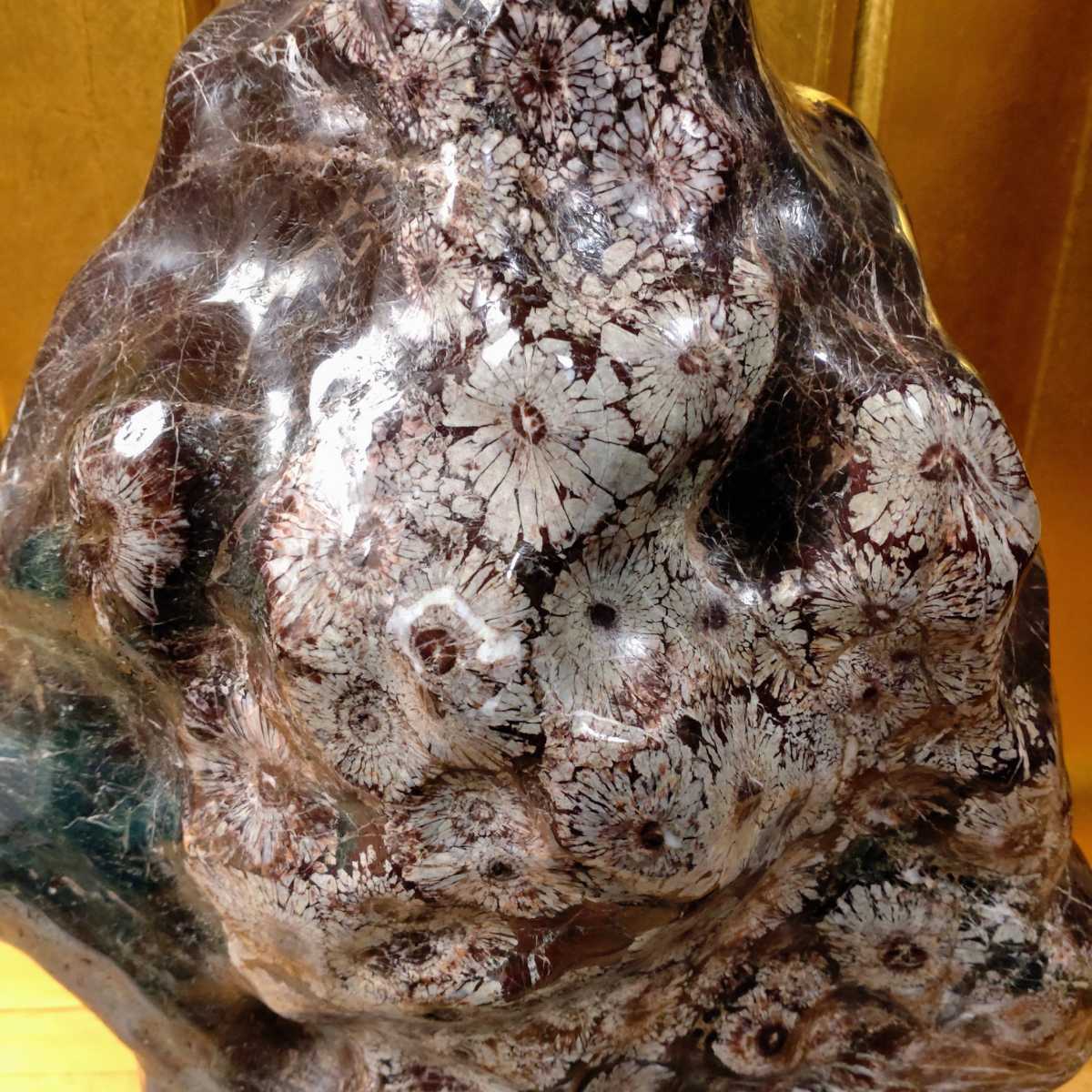 菊花石 岐阜県根尾谷産15.3kg 鑑賞石 観賞石 水石 天然石 盆石 置物