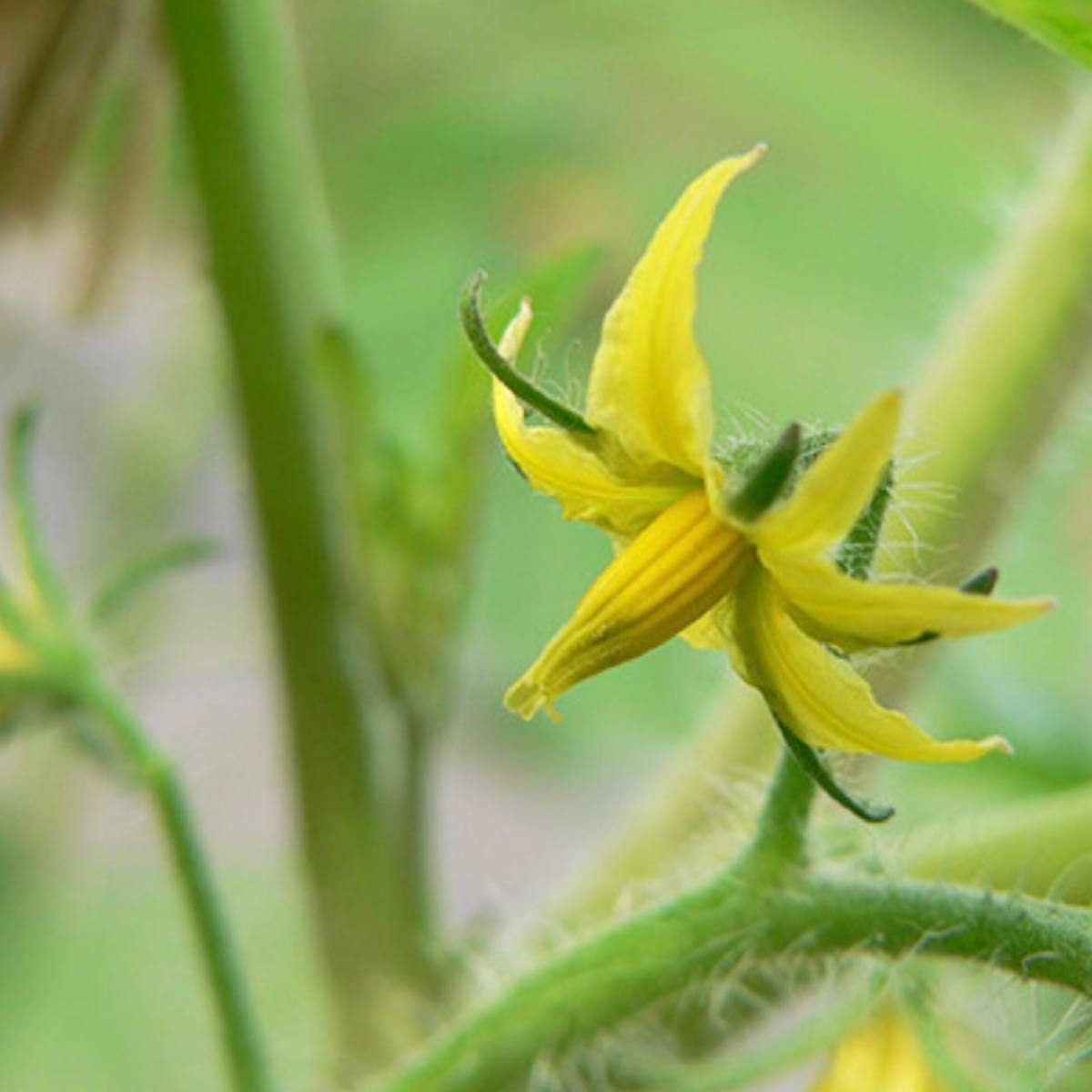 【国内育成・採取】 カロフル 家庭菜園 種 タネ トマト 野菜