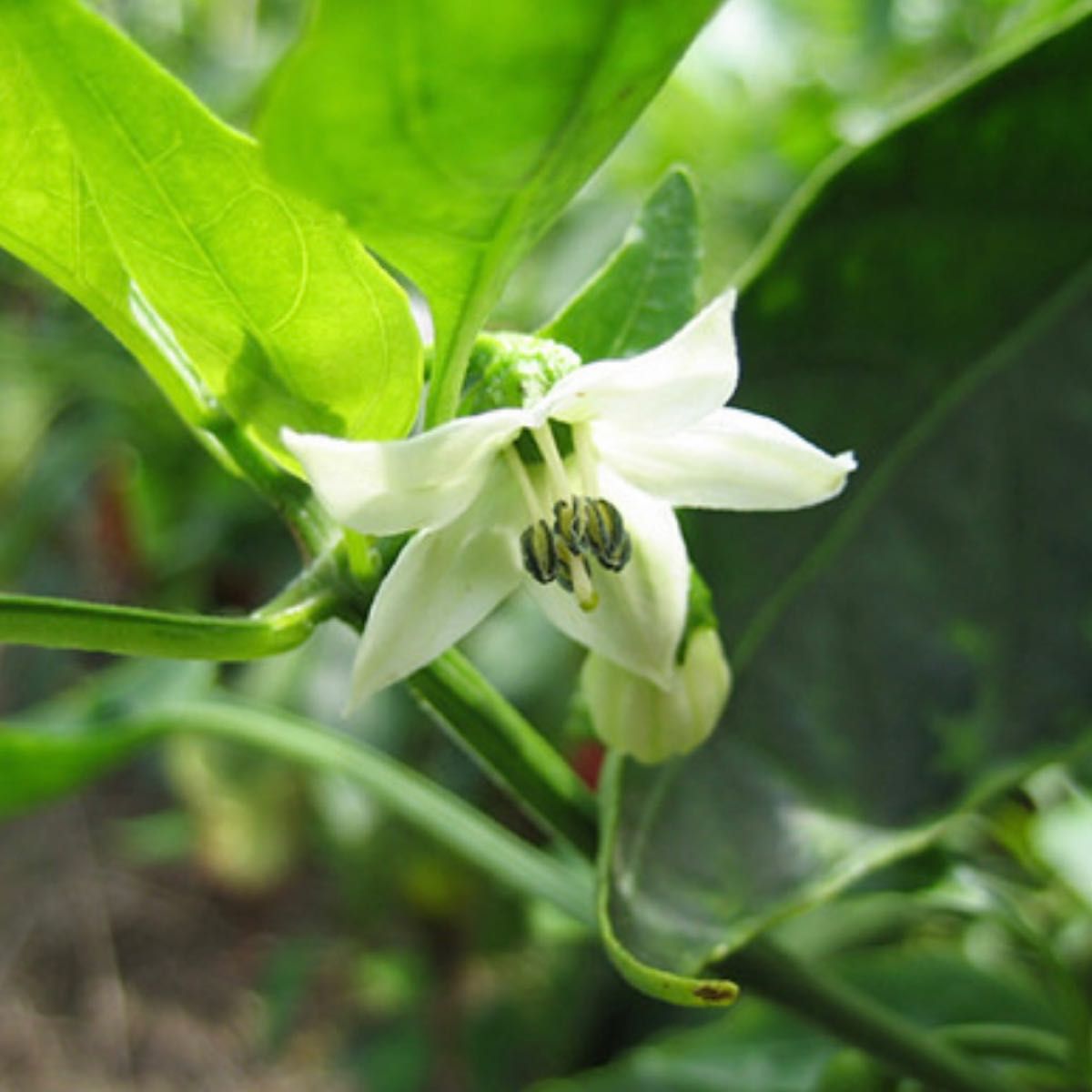 【国内育成・採取】 信州みどり 家庭菜園 種 タネ ピーマン 野菜