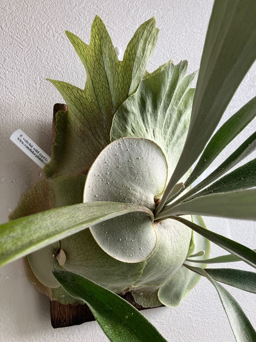 値下P.Sribow ビカクシダ veitchii willinckii | tspea.org