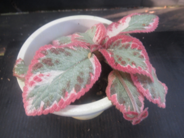 ＫＮ エピスシア(ベニギリソウ属） クプレアタ ‘クレオパトラ‘（EPISCIA CUPREATA `CLEOPATRA`）   0.8Ｍ以下の画像5