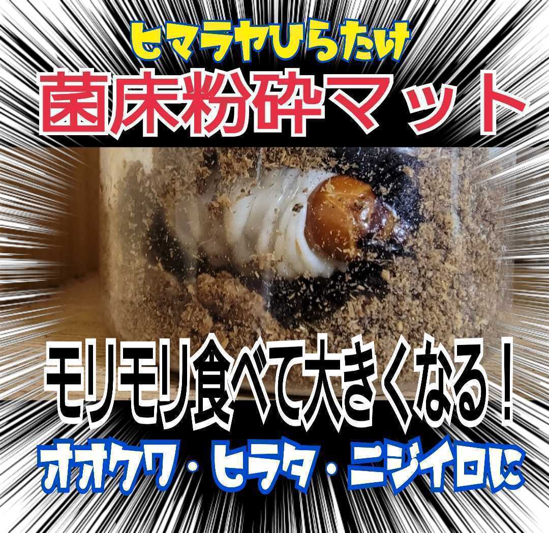  stag beetle larva exclusive use . floor crushing mat bin .... only! oo stag beetle, common ta,nijiiro, saw etc. . thread series general .! the first . from 3. till OK