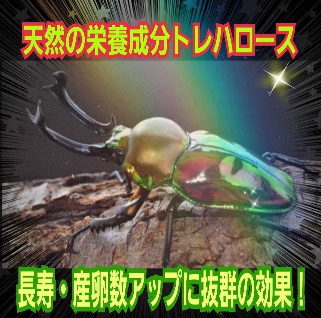  stag beetle * rhinoceros beetle exclusive use nutrition addition agent tore Hello s powder mat .. thread * jelly .... only! size up, production egg .., length . exceptionally effective.!
