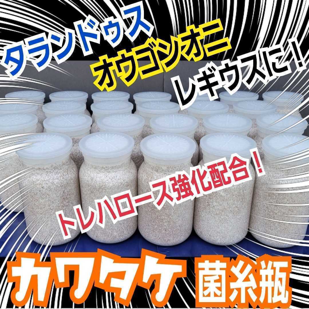 極上！カワラタケ菌糸瓶【3本】トレハロース、キトサン・ローヤルゼリー強化配合　　タランドゥス・レギウス・オウゴンオニクワガタに！_画像1