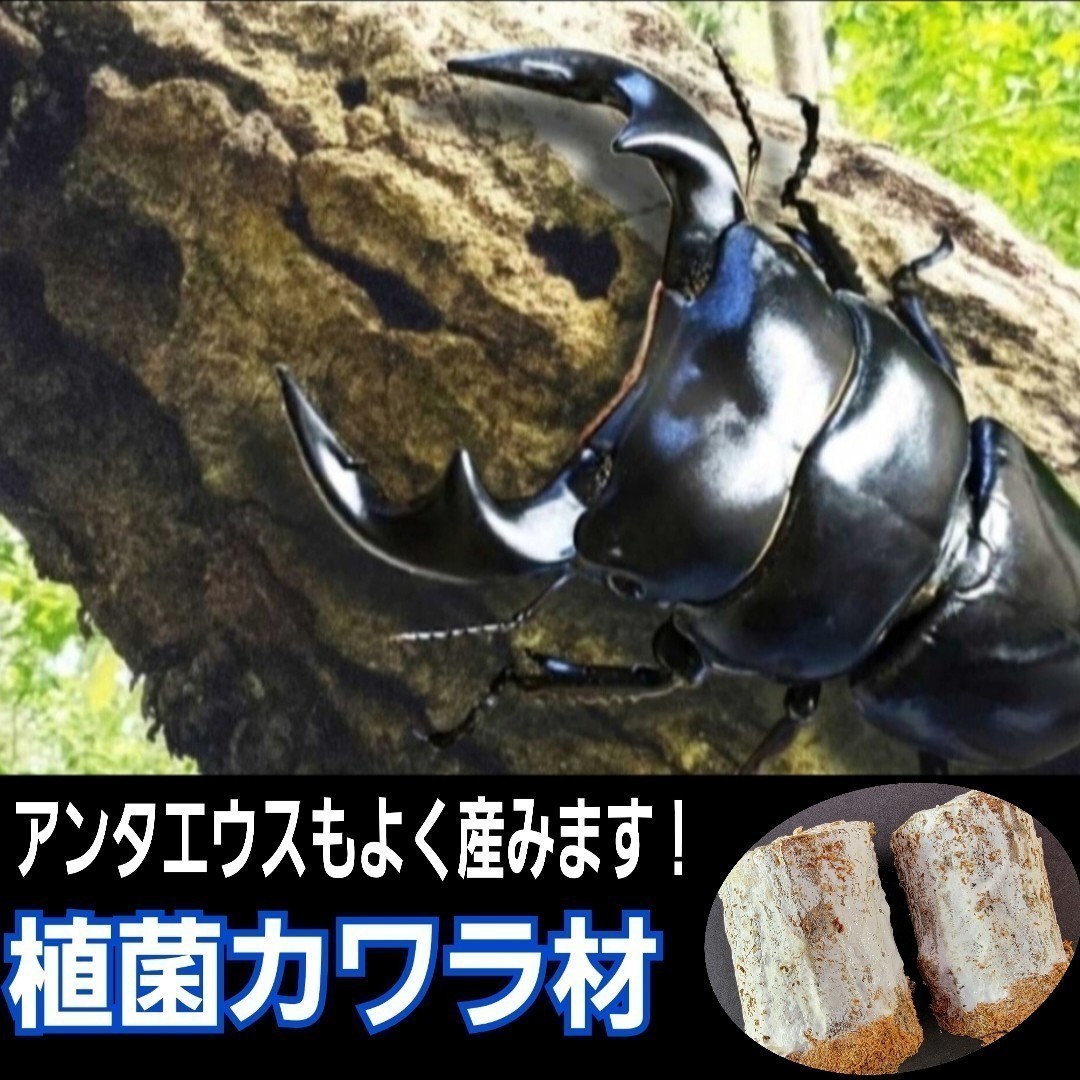 クワガタの産卵木はこれが最強です！　植菌カワラ材【Lサイズ】　タランドゥス・オウゴンオニクワガタ・レギウスに　　カビない！加水不要_画像9