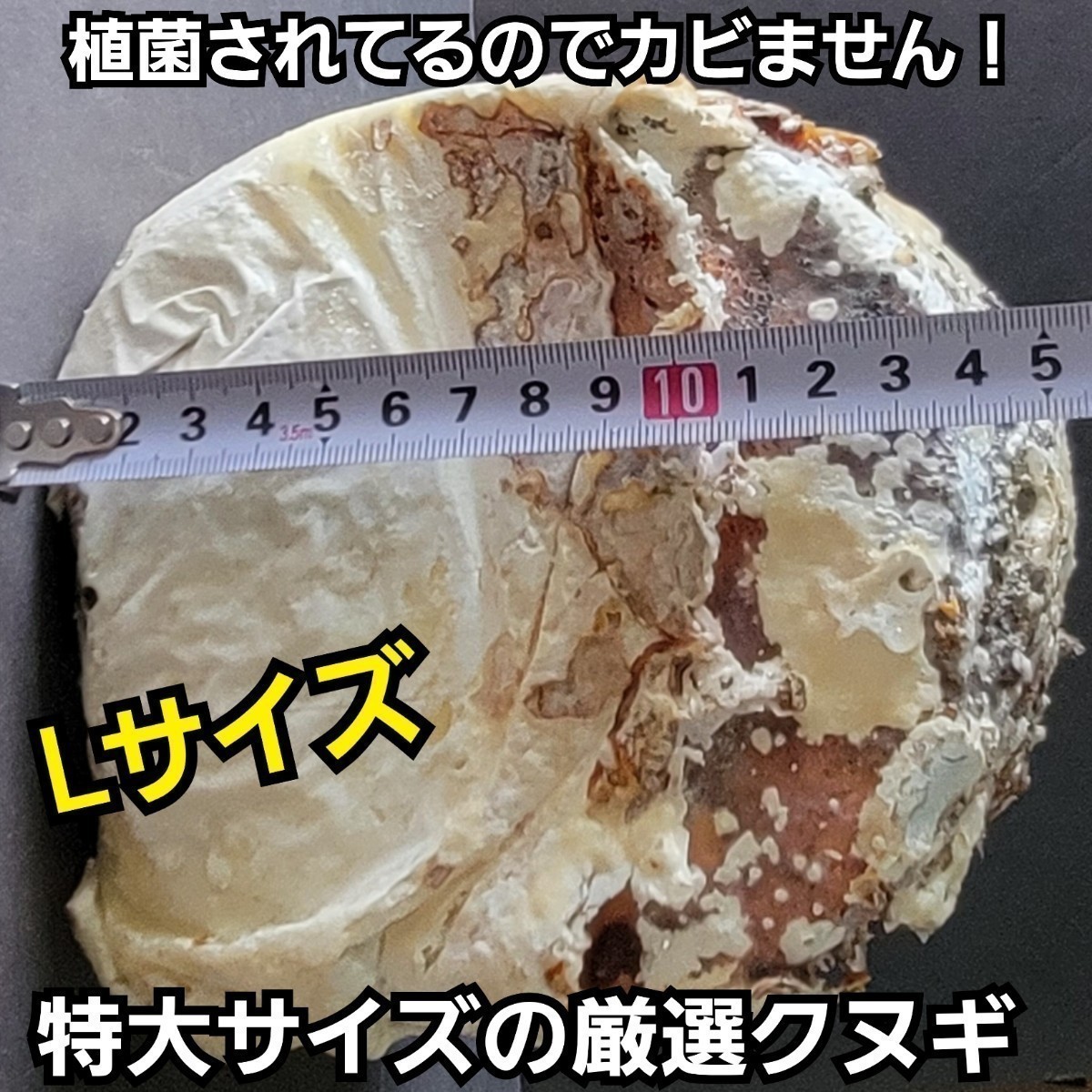 クワガタの産卵木はこれが最強です！　植菌カワラ材【Lサイズ】　タランドゥス・オウゴンオニクワガタ・レギウスに　　カビない！加水不要_画像1