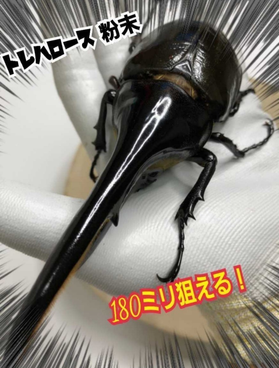  stag beetle * rhinoceros beetle exclusive use nutrition addition agent tore Hello s powder mat .. thread * jelly .... only! size up, production egg .., length . exceptionally effective. 
