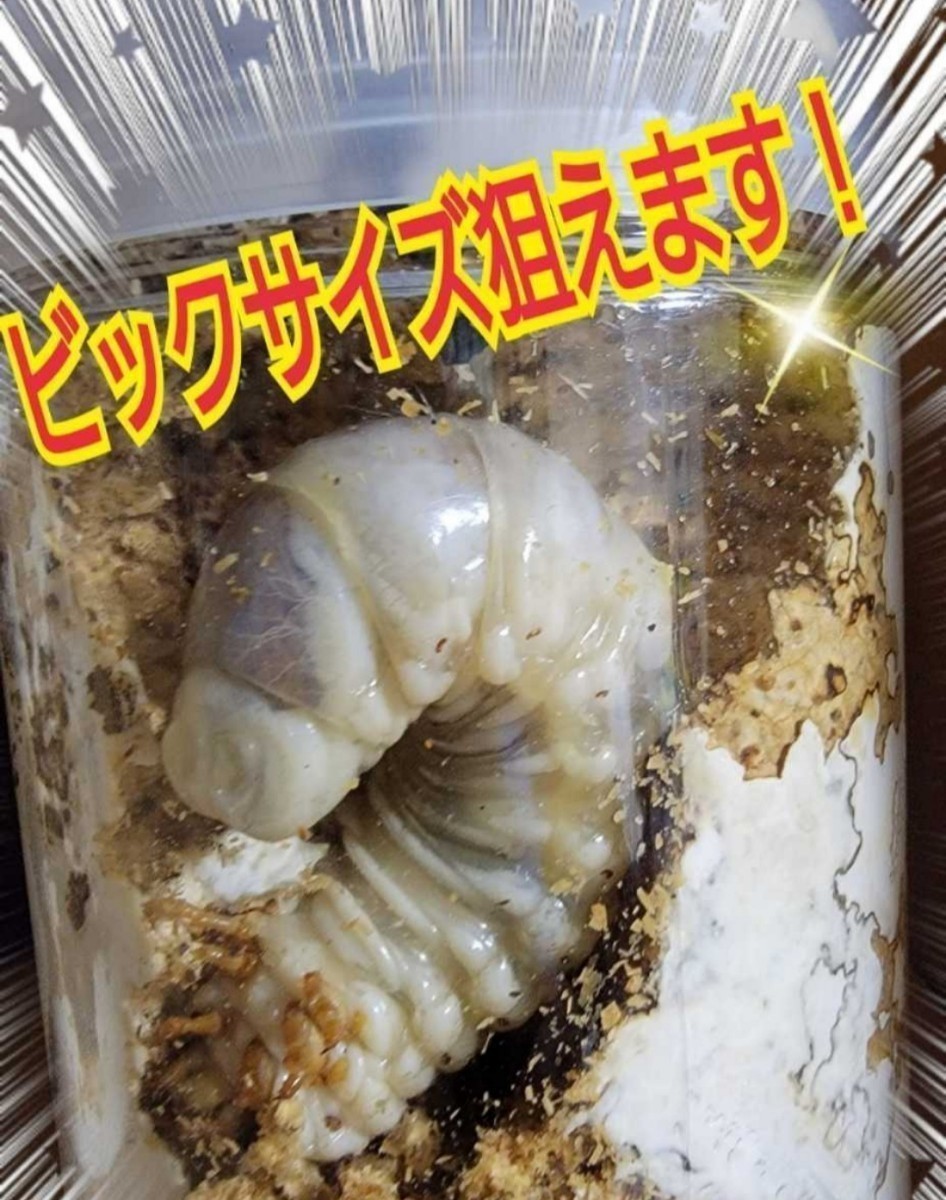 クワガタ・カブトムシ専用栄養添加剤　トレハロース粉末　マットや菌糸・ゼリーに混ぜるだけ！サイズアップ、産卵促進、長寿効果抜群です_画像10