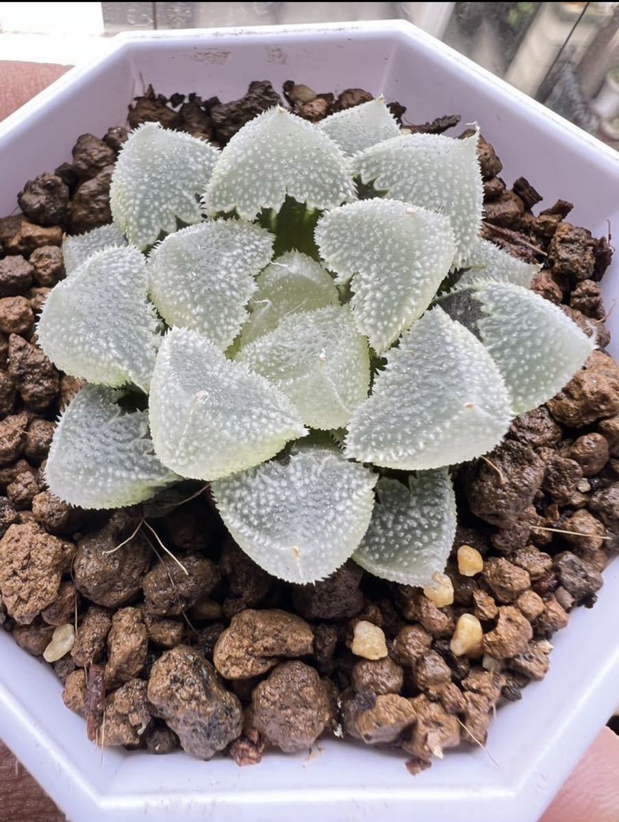 Yahoo!オークション - 多肉植物 ハオルチア 白帝城変異 多肉植物 Yahoo!オークション - 多肉植物 ハオルチア 白帝城変異 多肉植物