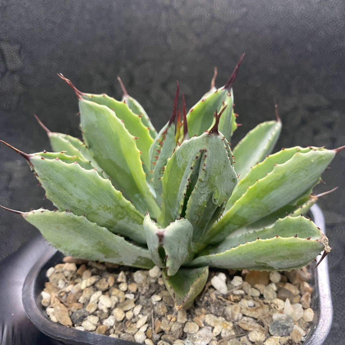 多肉植物 アガベ ポタトラム モンスト キュービック錦 輸入株覆輪錦