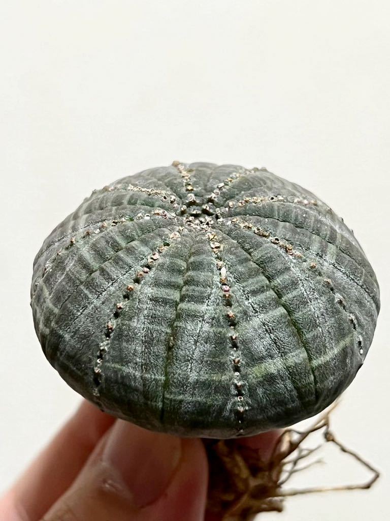 B84. Euphorbia obesa オベサ イタリア輸入 【PLANET】ユーフォルビアの画像2