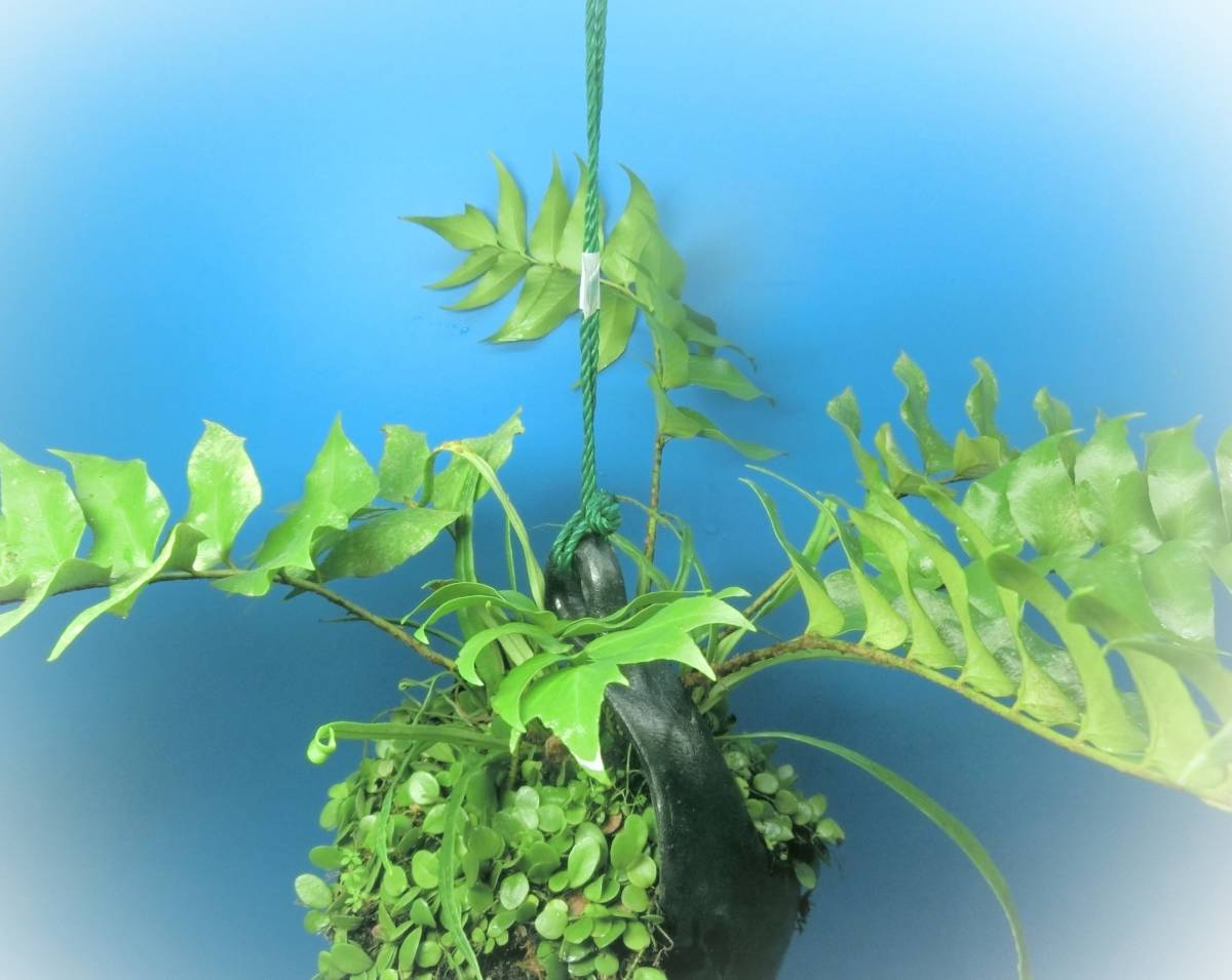 item_image_5