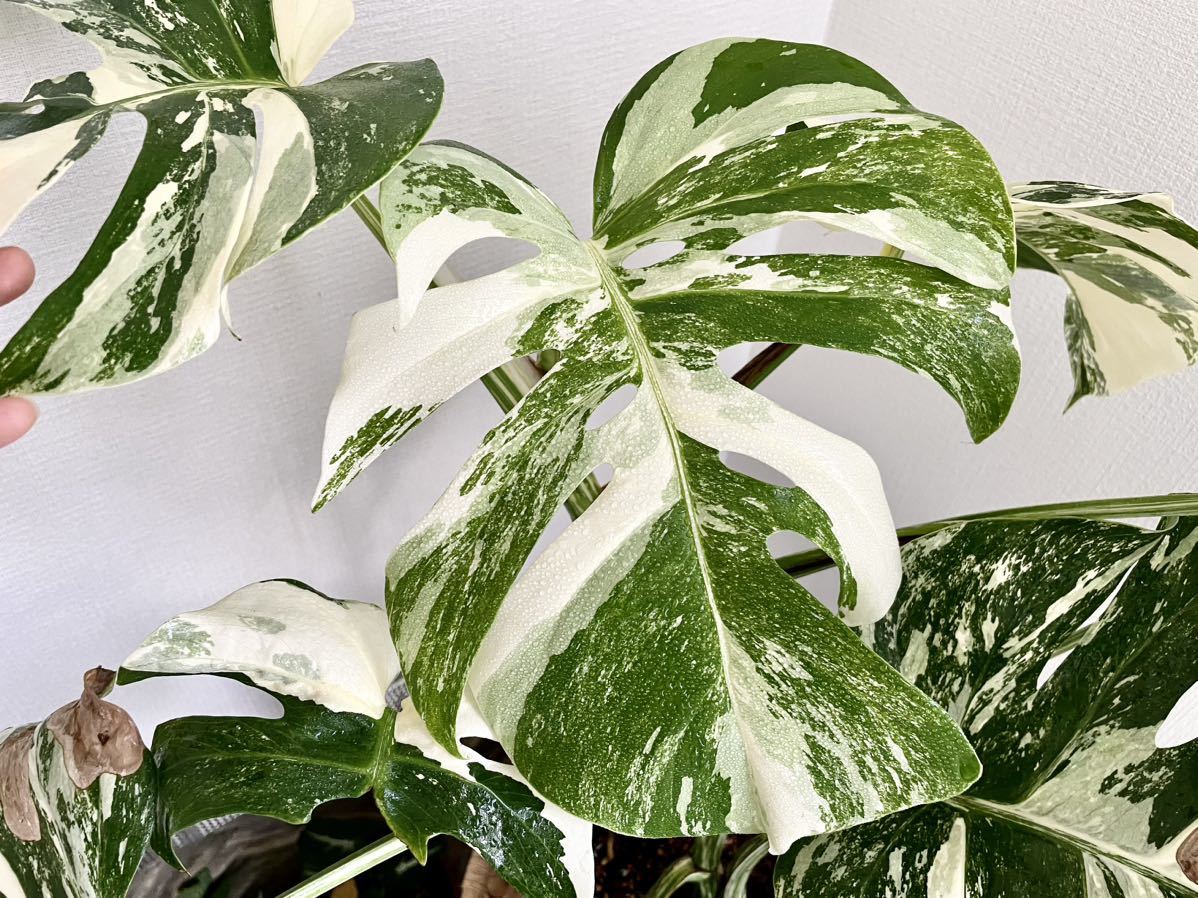 1円から MONSTERA ALBO BORSIGIANA VARIEGATA 白斑モンステラ アルボ