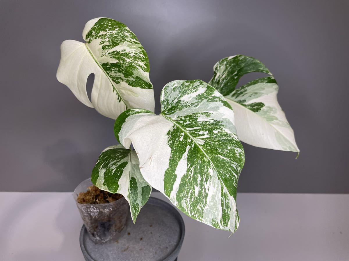 18 MONSTERA ALBO BORSIGIANA VARIEGATA 白斑モンステラ アルボ