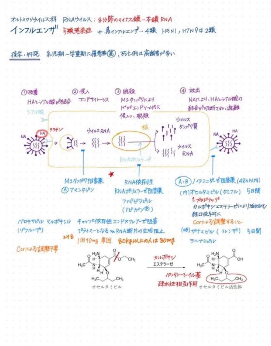 薬学まとめノート 薬剤師国家試験 薬学部｜Yahoo!フリマ（旧