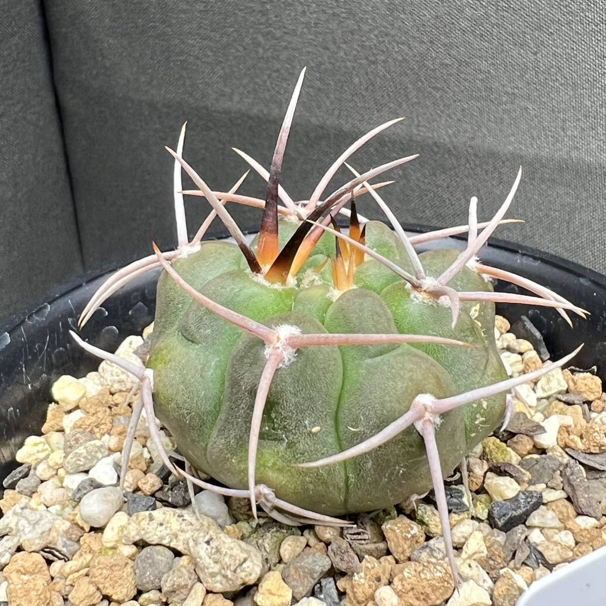 ギムノカリキュウム 津田紅蛇丸 実生苗 サボテン多肉植物_画像5