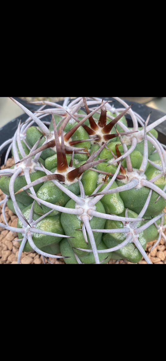 ギムノカリキュウム 津田紅蛇丸 実生苗 サボテン多肉植物_親木参考画像