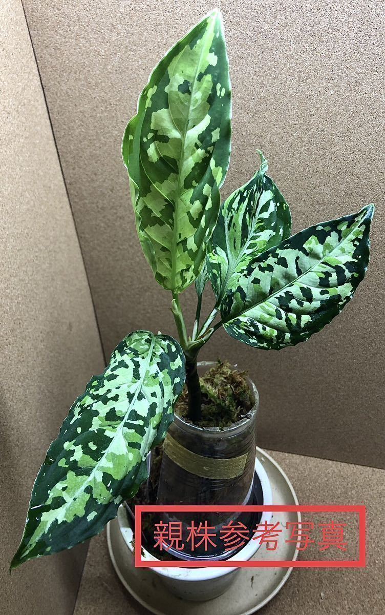 ②Aglaonema pictum/アグラオネマ ピクタム Corsair コルセア 【AZ0216